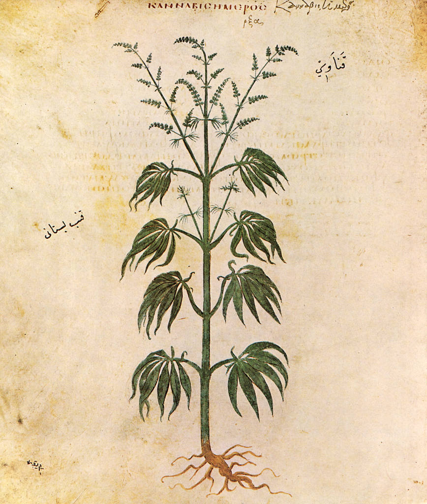 1st Botanical Drawing wikimedia.org