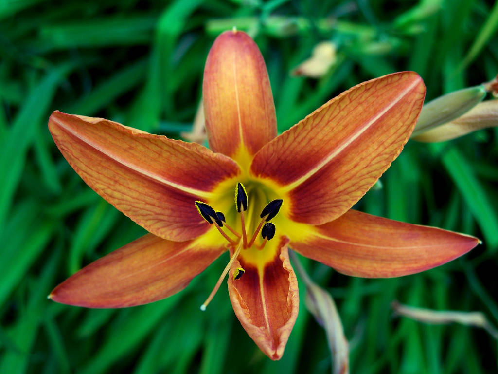 Daylily Edible Flowers