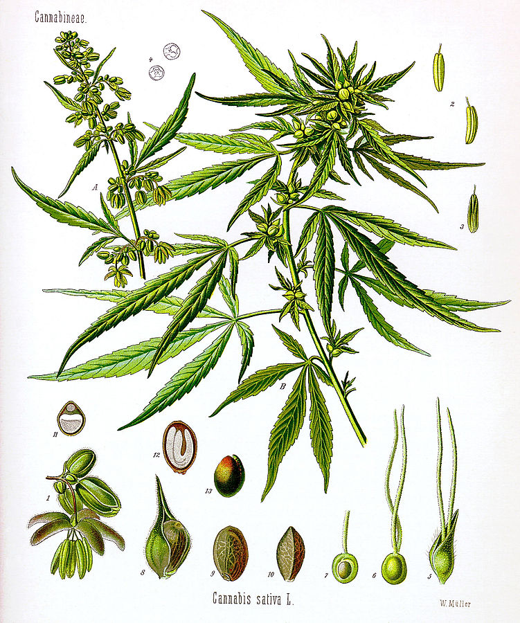 751px-Cannabis_sativa_Koehler_drawing
