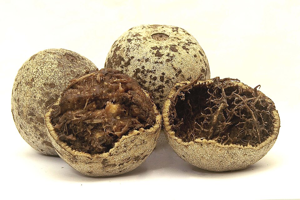 File:Wood Apple - Limonia acidissima.jpg