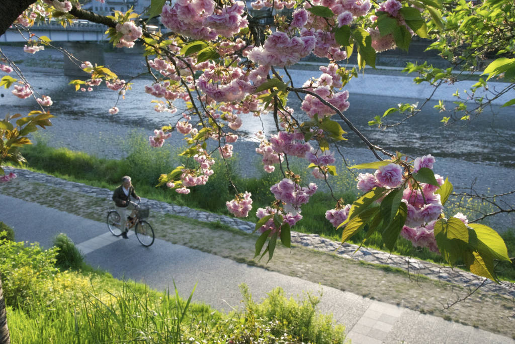Sakura Viewing Kyoto