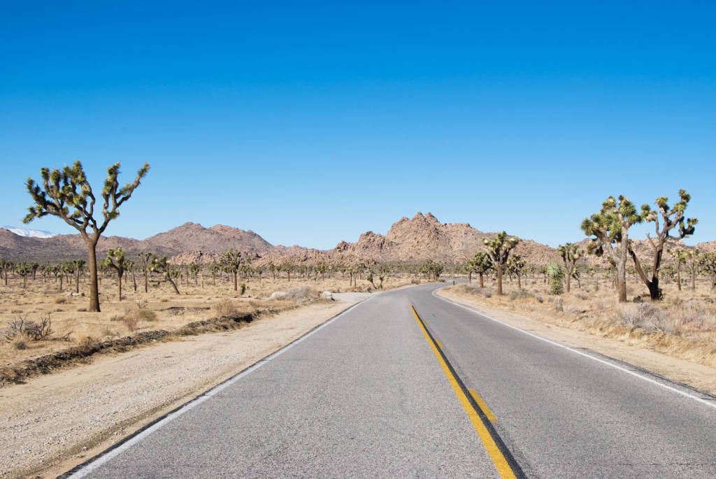 Joshua Tree