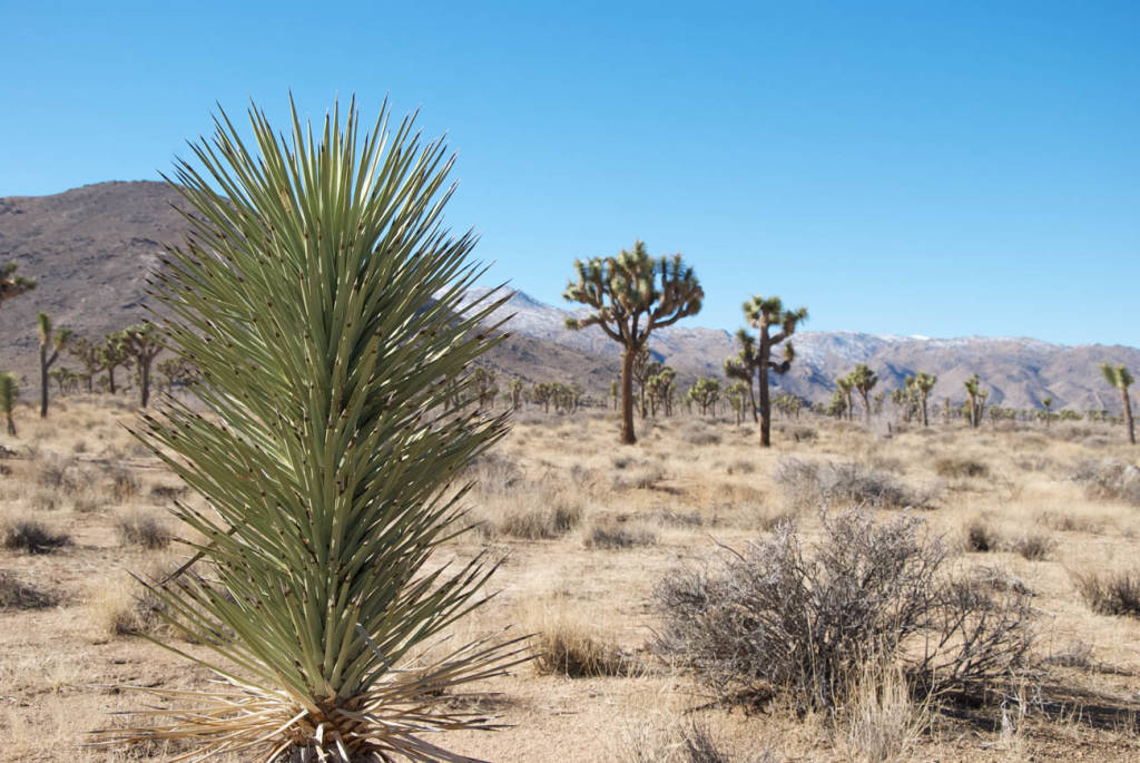 Joshua Tree