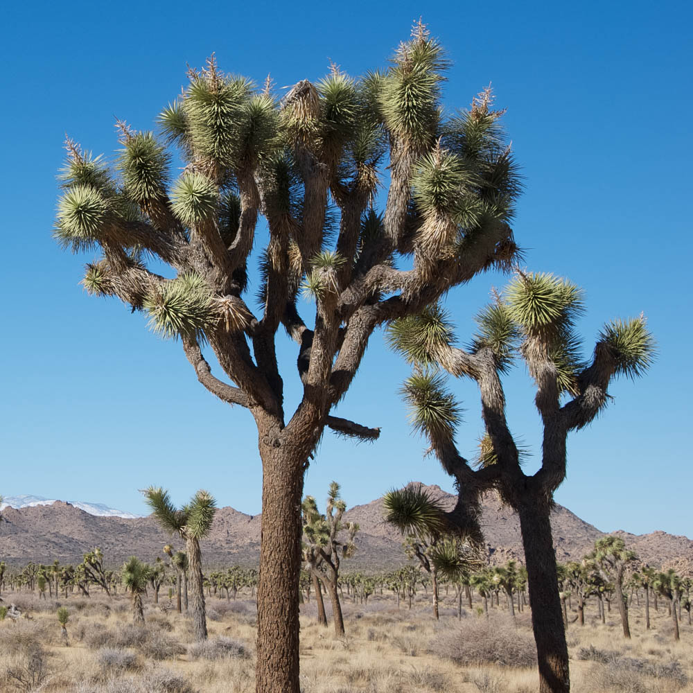 Joshua Tree