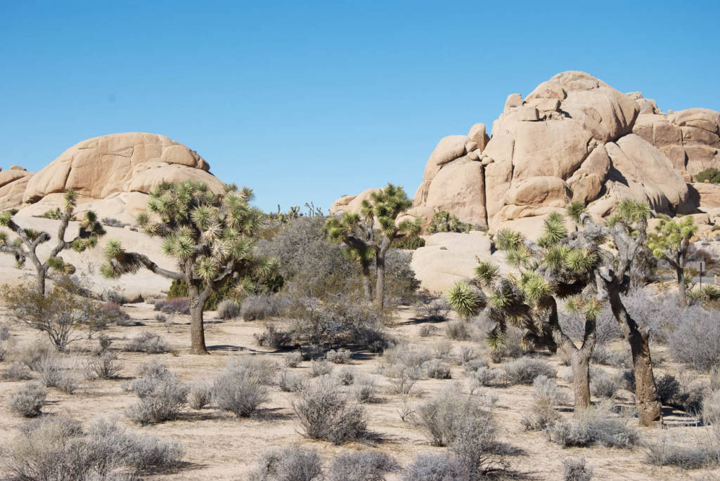 Joshua Tree