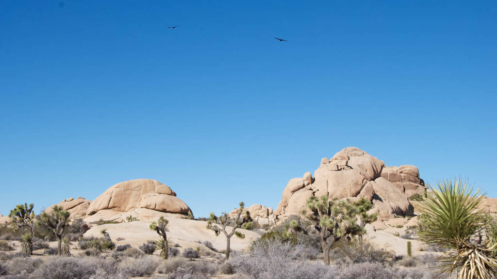 Joshua Tree