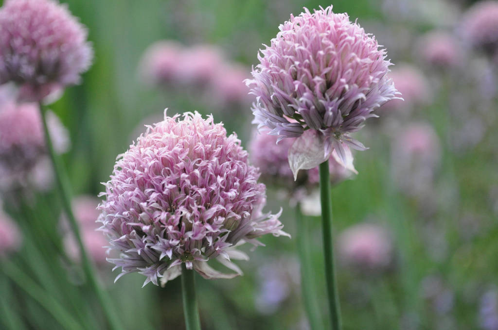 Chive Blossom Edible Flowers