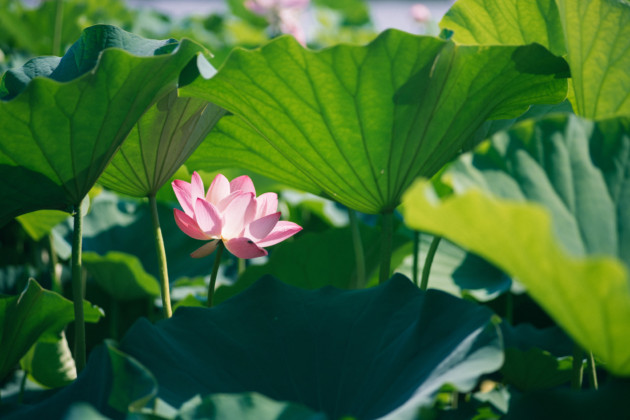 Medicinal Wonders of Lotus Flower