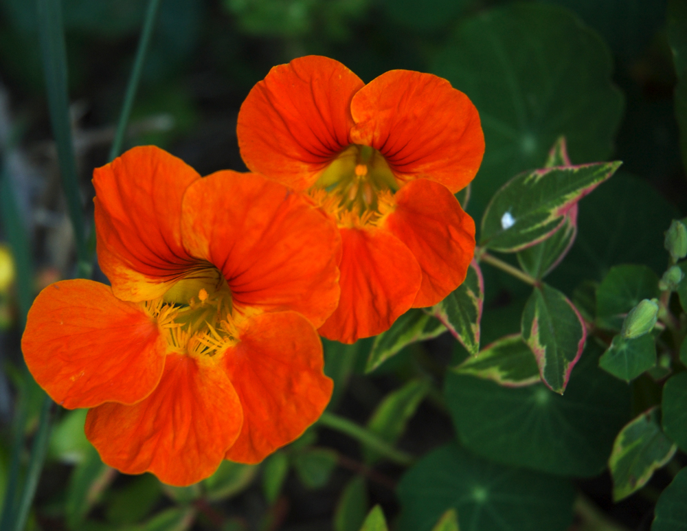 Nasturtium Edible Flowers
