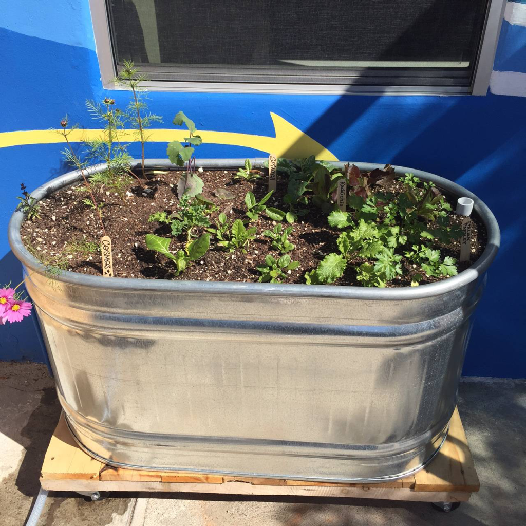 Creating an Urban Garden for California